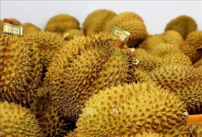 Vietnam’s frozen durian exports triple in H1